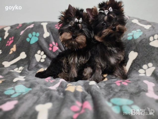 йоркширски териер, снимка 6 - Йоркширски териер - 54314938