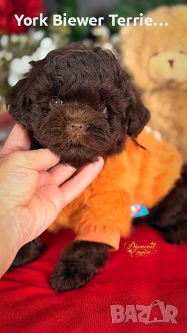 Пудел, малтипу . Шоколадов сладур за деца и възрастни! Доставка 