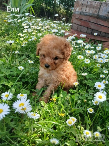 Той пудел- момиченце, снимка 5 - Пудели - 54181433
