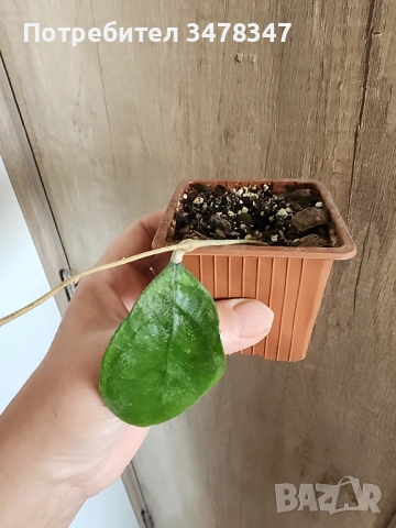 Хоя Chicken Farm, снимка 2 - Стайни растения - 53992831