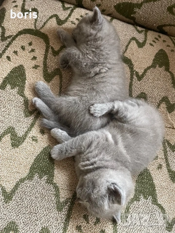 Продавам клепоухи котенца , снимка 3 - Британска късокосместа - 54288937