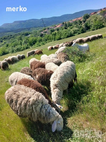 Продавам овце и кози, снимка 9 - Овце - 54865872
