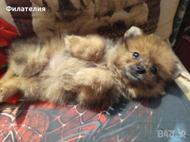Померан - момче !