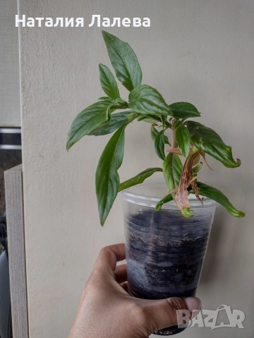 Колумнея, columnea Schiedeana, снимка 2 - Стайни растения - 55231217