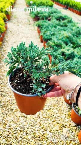 Хвойна Син Килим, Juniperus Blue Carpet, студоустойчива, снимка 6 - Градински цветя и растения - 55066308