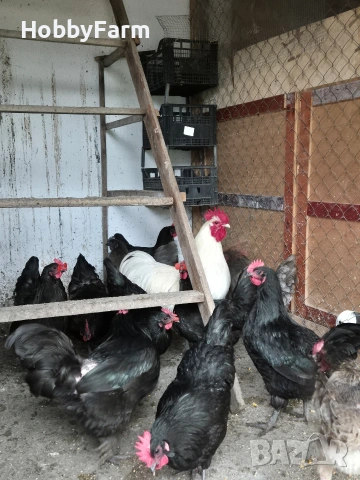 разплодни яйца от Австралорп и Кръстоски