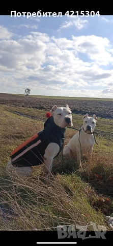 Кученце Дого Аржентино/Dogo Argentino . Женски пол / Female, снимка 2 - Дого аржентино - 55162572