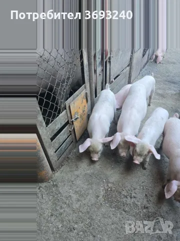 продавам малки прасета , снимка 3 - Прасета - 55483153
