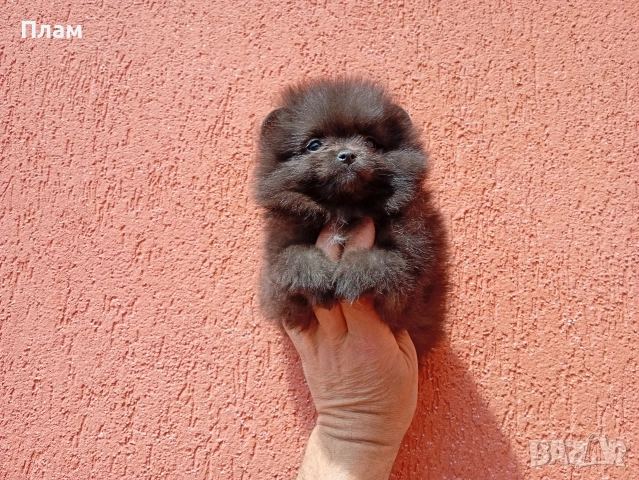 Женски Померани Реални снимки от 29.04.2026 г.