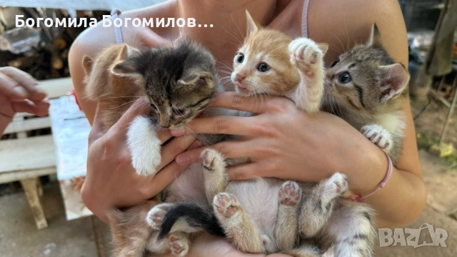 Спешно търся дом за 4 малки котенца, снимка 7 - Други - 54931995