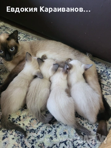 Сиамски котета , снимка 2 - Сиамска - 55056766