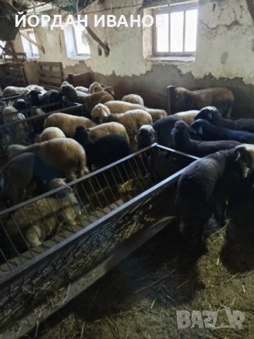 Продавам агнета