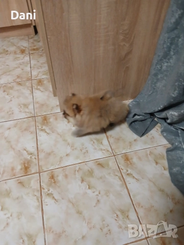 Mini Pomeran, снимка 3 - Померан - 54274482