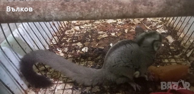 летяща захарна катеричка , снимка 2 - Други - 54077995