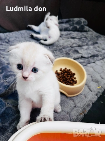 🐾 Продавам чистокръвни британски шиншила котенца 🐾  , снимка 3 - Британска късокосместа - 54784808