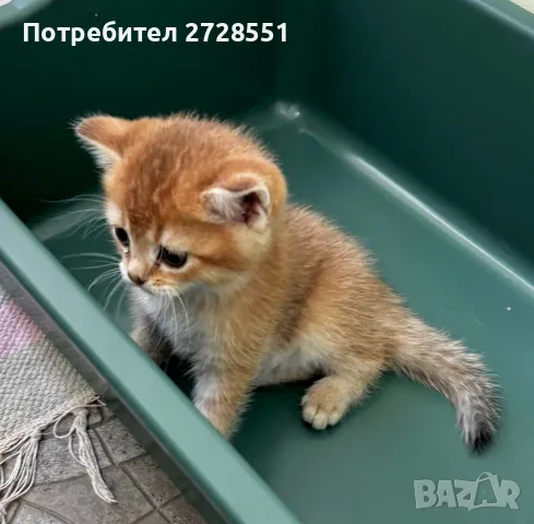 Британска късокосместа порода, 2 златисти котета, котка, домашни любимци, снимка 8 - Британска късокосместа - 55450451