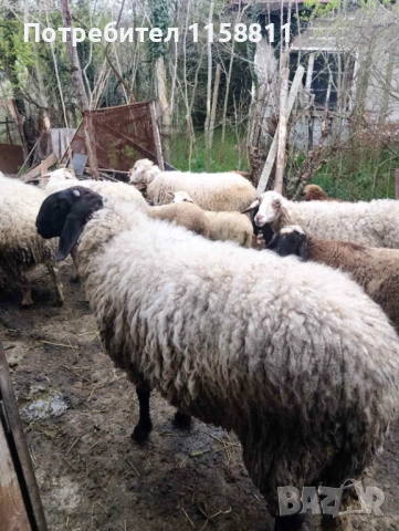 Чреноглав коч, снимка 4 - Овце - 54240374