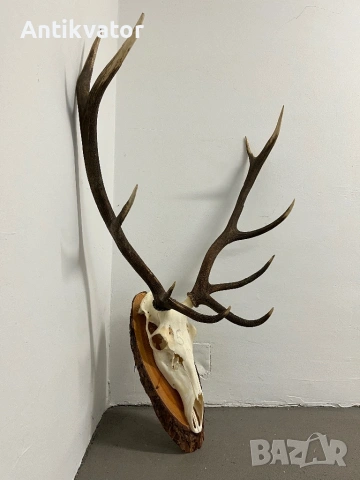 Трофей от елен, лов и риболов