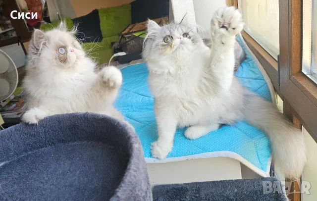 Персийски котенца 