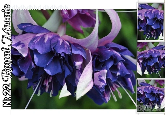 Фуксия студоустойчива градинска и Каскадна едроцветна фуксия , снимка 4 - Градински цветя и растения - 54231804