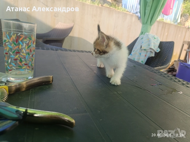 Подарявам котенца , снимка 3 - Други - 55024553