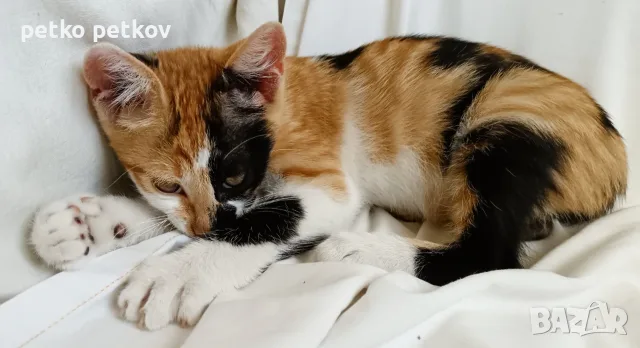 Подарявам котенце - трицветка, снимка 6 - Други - 55359088
