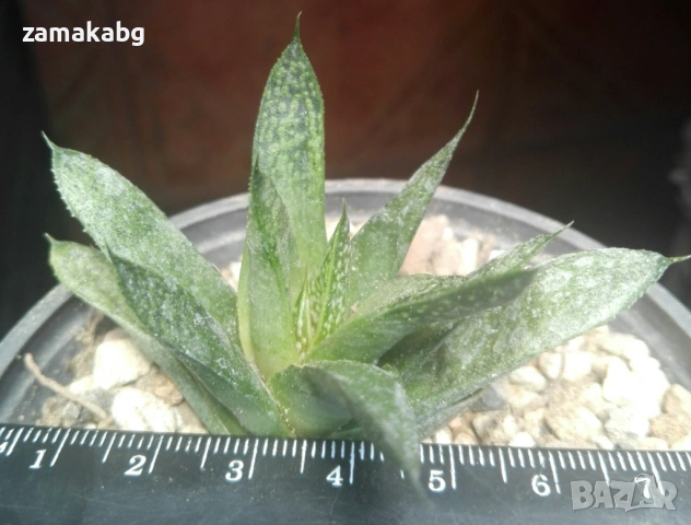 Алое, Гастералое (Aloe, Gasteraloe), сукулентно растение
