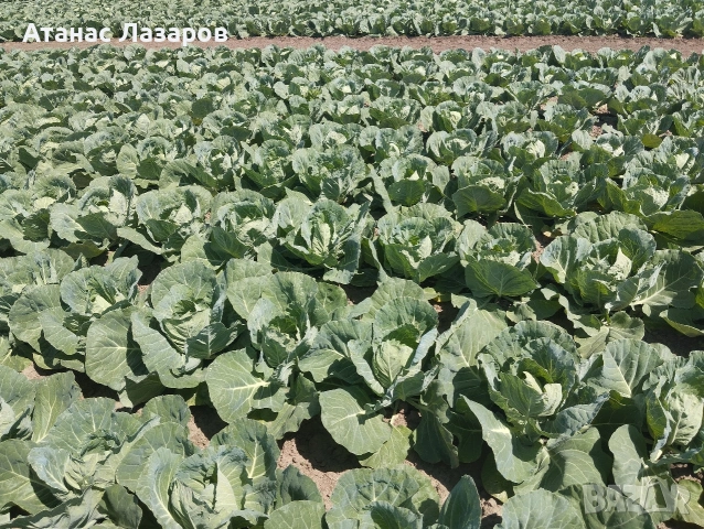 Продавам Ранно Зеле., снимка 2 - Домашни продукти - 54527656