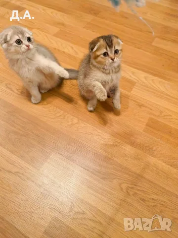 🐾 Чистокръвни котенца Scottish Fold – Golden & Silver 🐾, снимка 6 - Чинчили - 55353347