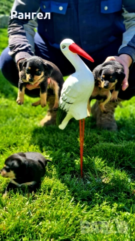 Пинчер , снимка 6 - Пинчер - 54253637