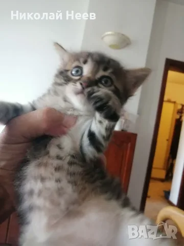 Красиви, игриви,  социални домашни котета., снимка 4 - Други - 55639014