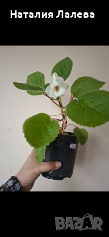 Синингия, sinningia Isa’s sherbet lemon