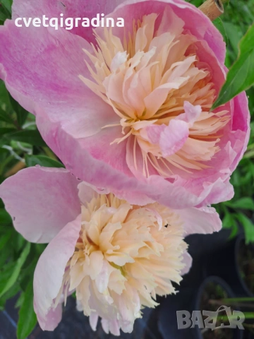 Paeonia ‘Sweet Sixteen’ (Божур „Сладки шестнадесет“)