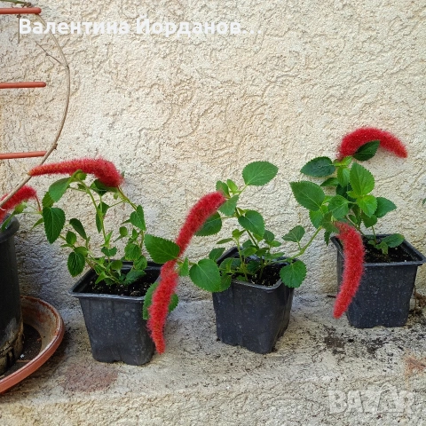 цвете акалифа котешка опашка , снимка 3 - Стайни растения - 54429689