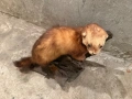 Продавам препарирана невестулка, снимка 2