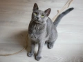 Руски сини котета , снимка 6