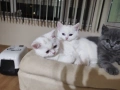 Британско семейство  търси дом за своите мъничета, снимка 1