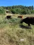 Продавам крави и юници, снимка 4