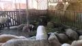 Овце и агнета за доене или продажба на месо!, снимка 5