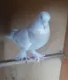 Два мъжки мардини , снимка 2