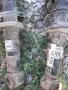 задни амортисьори с пружини за мини купър 1.6 б 90 к.с 2003 г 2 бр 15 е, снимка 1