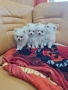 Мини шпиц померан момиченца и момченца!, снимка 3