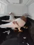 гълъби мардини за игра, снимка 5