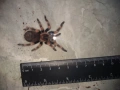 Tarantula - Продавам Тарантyли от снимите - получавате това което виждате, снимка 11