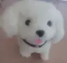 Продавам плюшено куче. , снимка 1