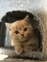 британски късокосмести Лилави , снимка 1