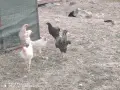 гъски патици юрдечки , снимка 3