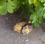 Продавам мини Чихуахуа , снимка 5