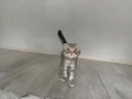 Шотландски клепоухи , снимка 1