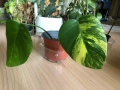 Monstera Aurea large form, снимка 1